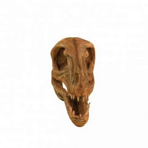 reproduction crâne de t-rex en résine nlcdeco