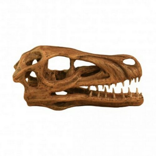 reproduction crâne de t-rex nlcdeco