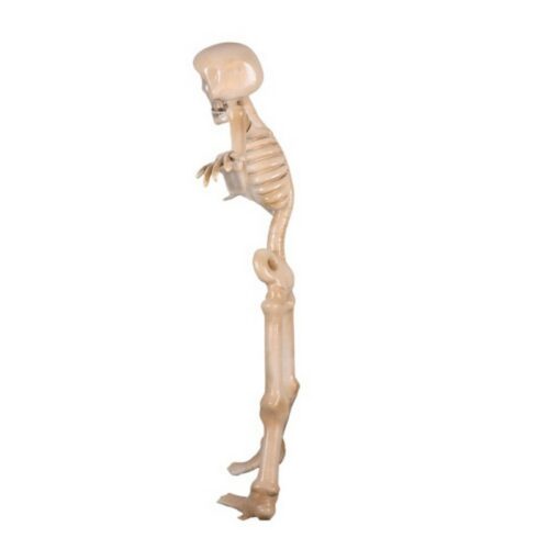 squelette décoratif de 2 mètres en résine nlcdeco