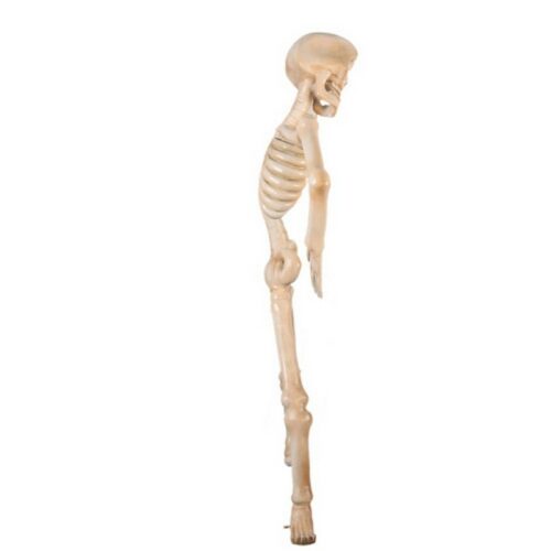 statue 2 mètres squelette en résine nlcdeco