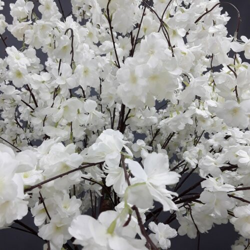 fleurs blanche du cerisier nlcdeco