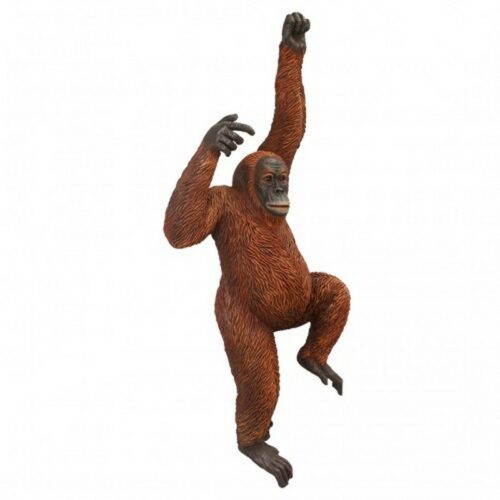 animal de l'Asie du sud est orang outan
